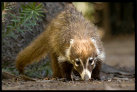 Coati (young)