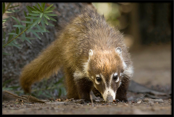 Coati (young)