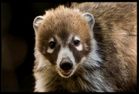 Coati (adult female)
