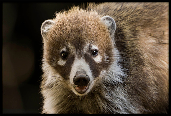 Coati (adult female)