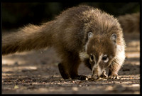 Coati (young)