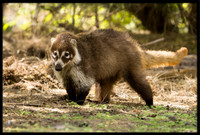 Coati (adult female)