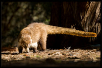 Coati (young)