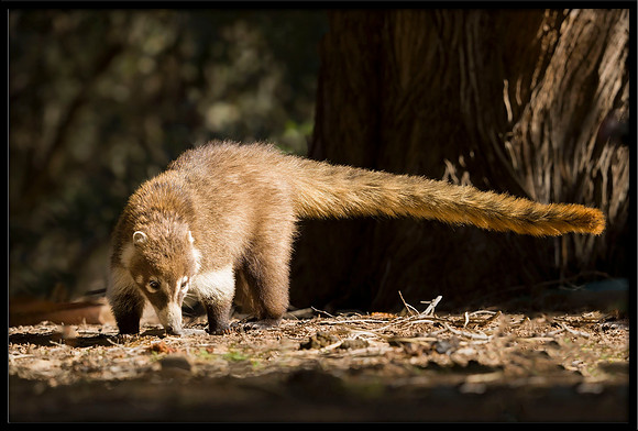 Coati (young)