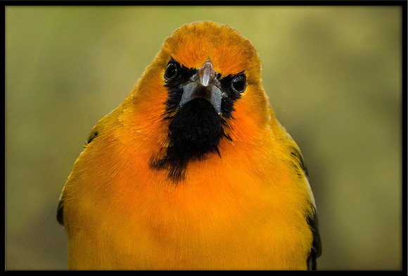 Streak-backed Oriole (m)