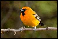Streak-backed Oriole (m)