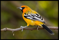 Streak-backed Oriole (m)