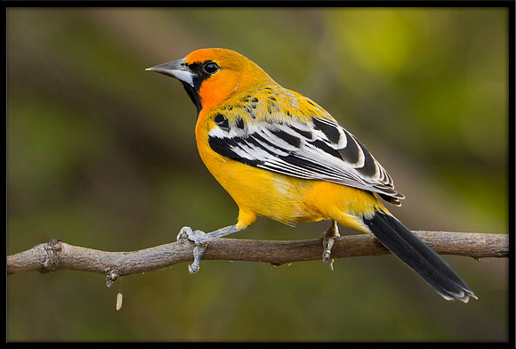 Streak-backed Oriole (m)