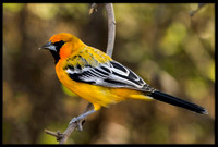 Streak-backed Oriole (m)