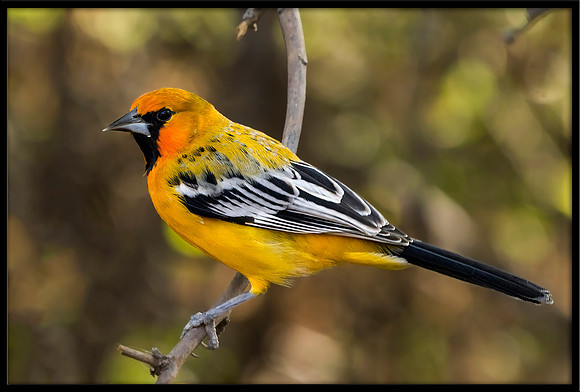 Streak-backed Oriole (m)