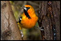 Streak-backed Oriole (m)
