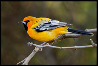 Streak-backed Oriole (m)