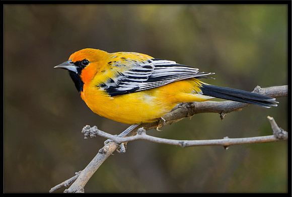 Streak-backed Oriole (m)