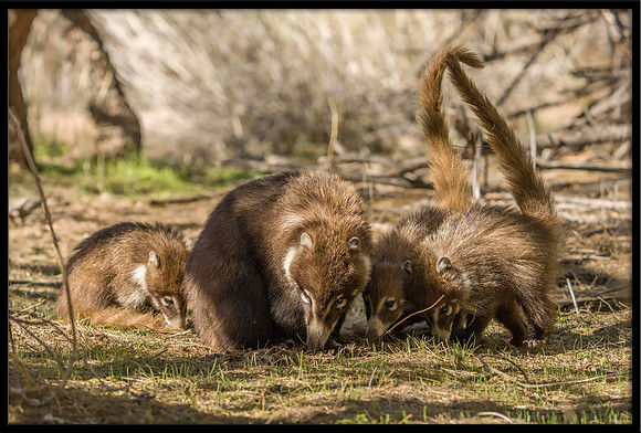 Coati family