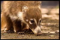 Coati (young)