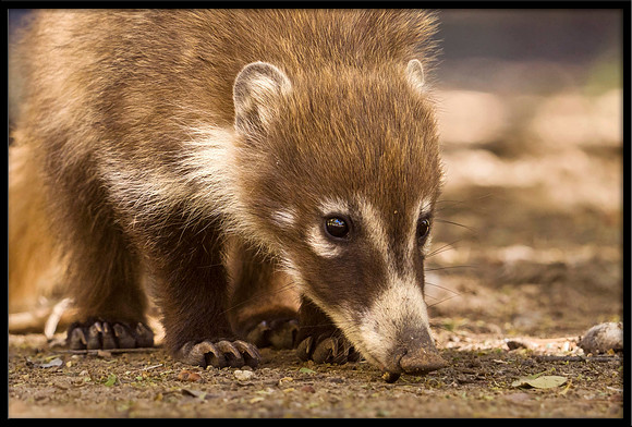 Coati (young)