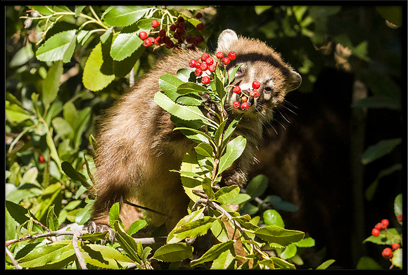 Coati (young) eating berries