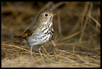 Hermit Thrush