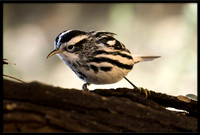 Black & White Warbler