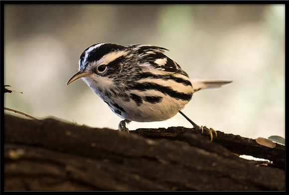 Black & White Warbler