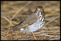 Hermit Thrush