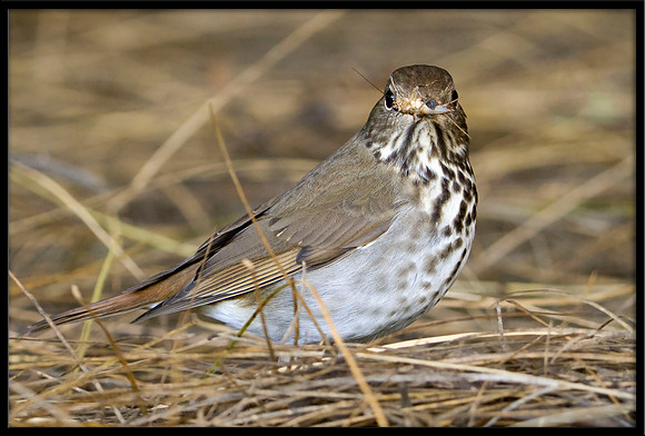 Hermit Thrush
