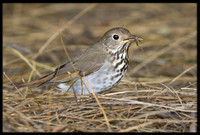 Hermit Thrush
