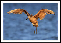 Marbled Godwit
