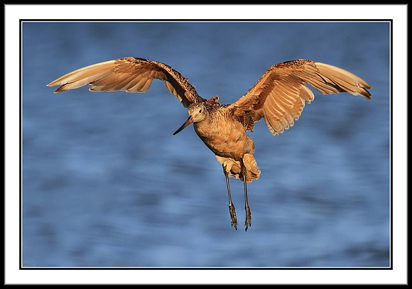 Marbled Godwit