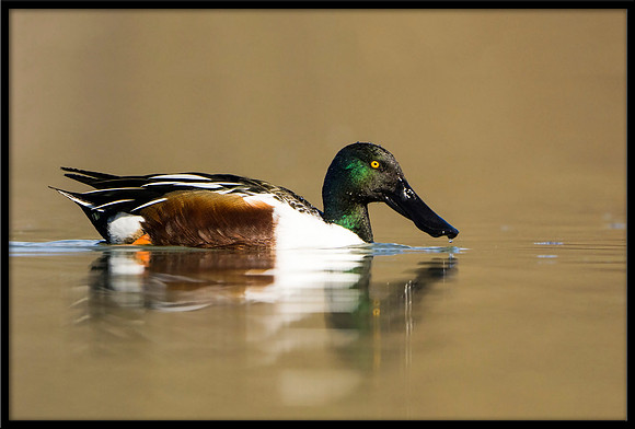 Northern Shoveler