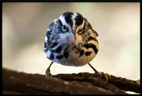 Black & White Warbler