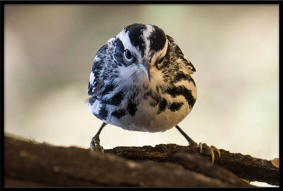 Black & White Warbler