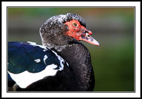 Muscovy Duck