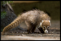 Coati (young)