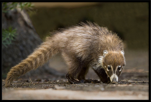 Coati (young)