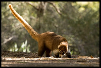 Coati (young)