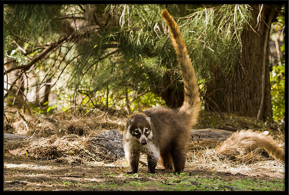 Coati (young)