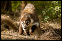 Coati (adult female)