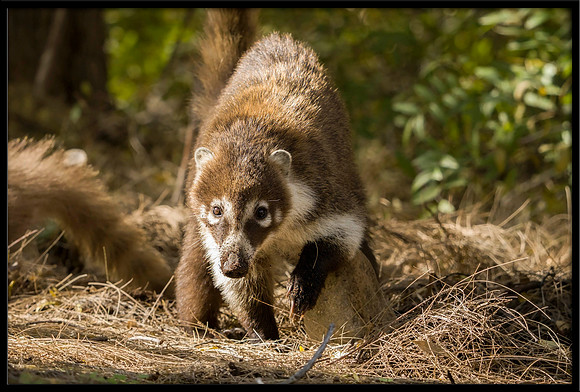 Coati (adult female)
