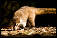 Coati (young)