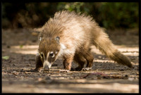 Coati (young)