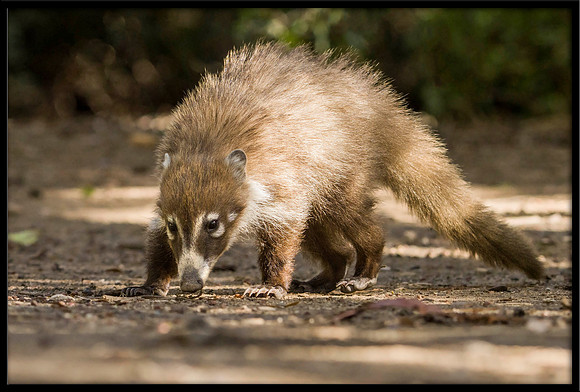 Coati (young)