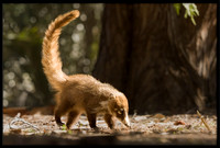 Coati (young)