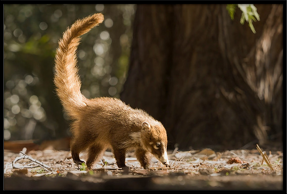 Coati (young)