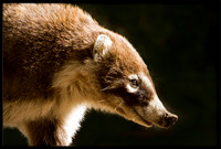 Coati (young)