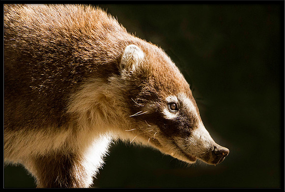 Coati (young)