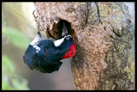 Acorn Woodpecker