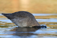 Willet