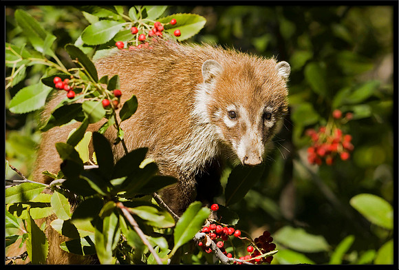 Coati (young)