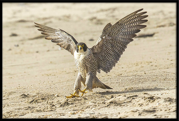 Peregrine Falcon